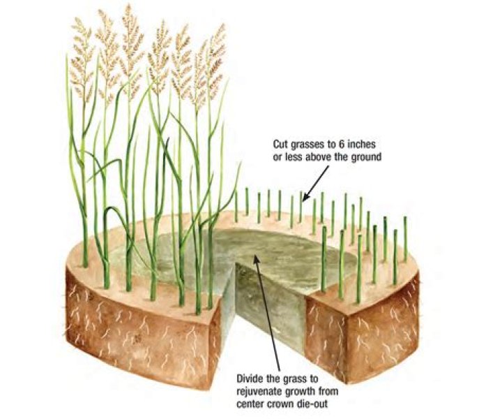 Where does reed grass live?