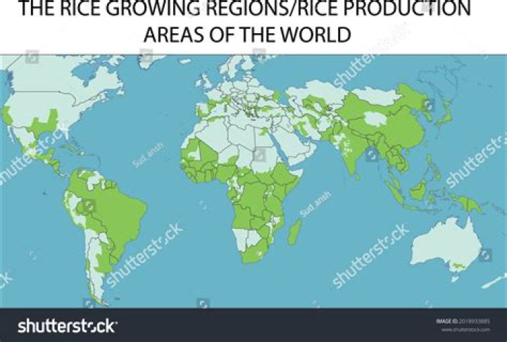 Where does rice originally came from?