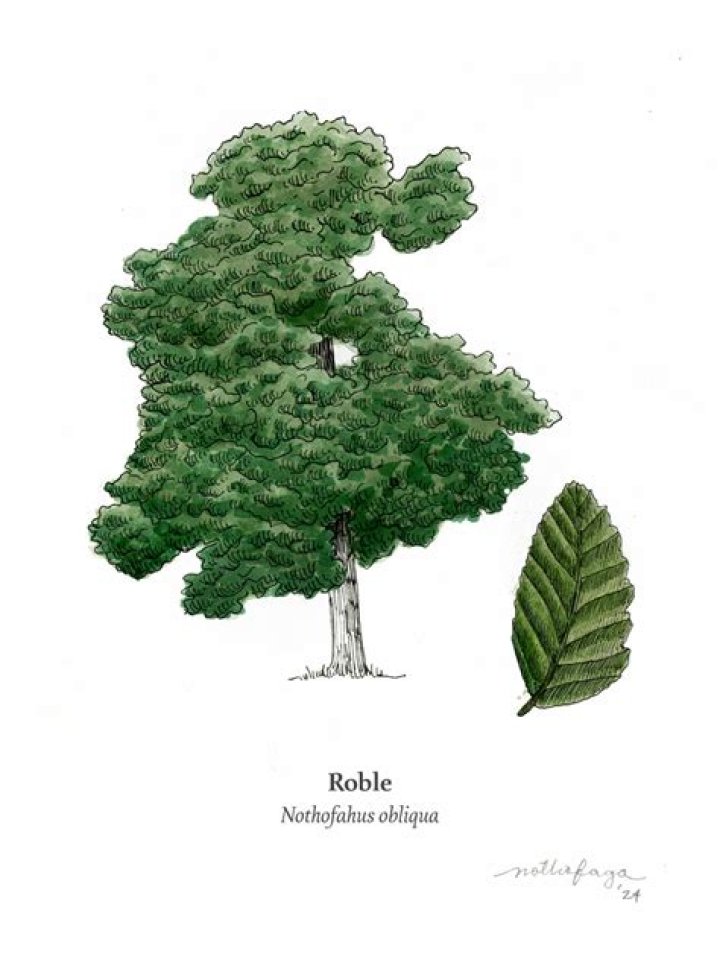 Where does the Nothofagus obliqua tree come from?