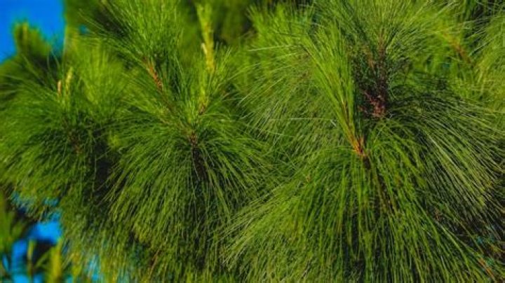 Where does the Pinus patula tree grow in Mexico?