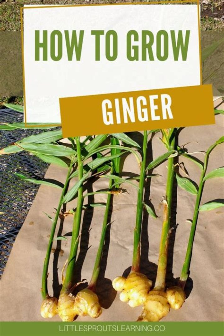 Where does Tri Color ginger grow?