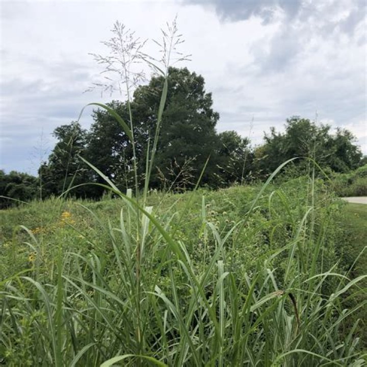Where is Johnsongrass native?