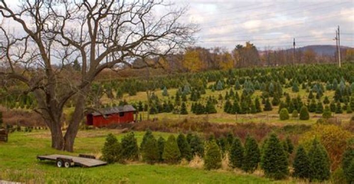 Where is Lewis brothers tree farm in Iowa?