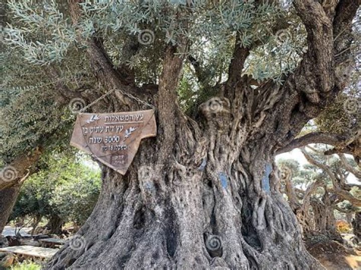 Where is the 3000 year old olive tree?