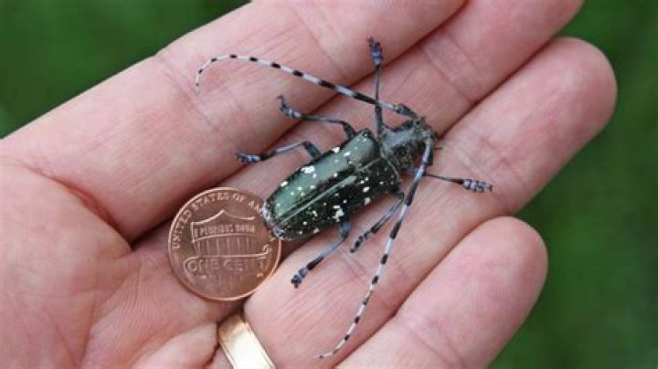 Where is the Asian longhorned beetle located?