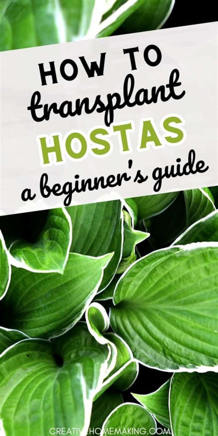 Where is the best place to transplant hostas?