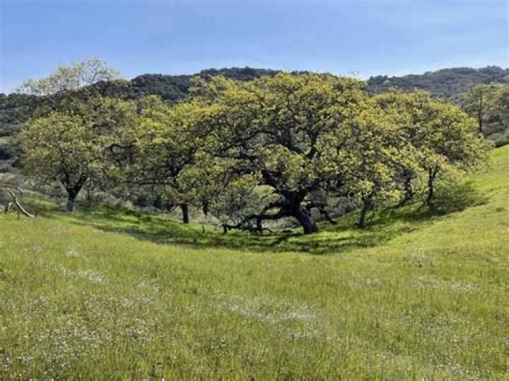 Where is the largest California live oak tree?