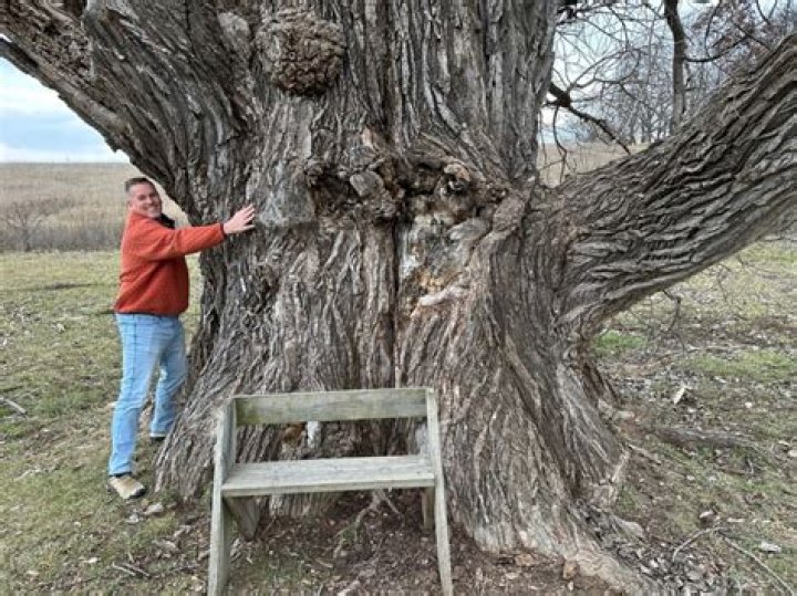 Where is the largest oak tree in Illinois?