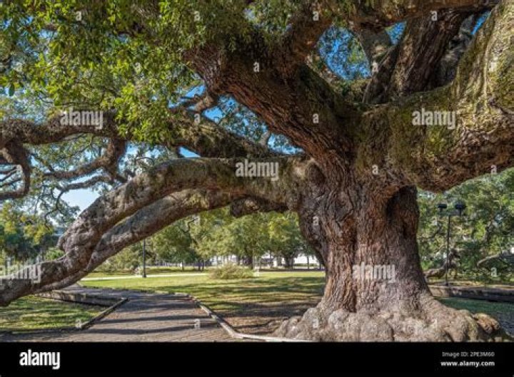 Where is the largest oak tree in Texas?