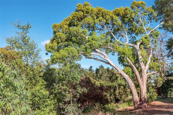 Where should eucalyptus trees be placed?