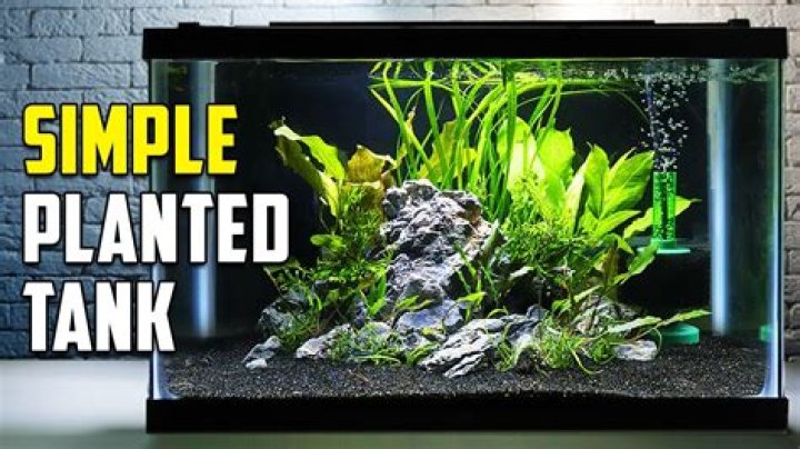 Where should I place my aquarium in 2021?