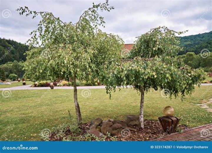 Where should I plant a weeping birch?