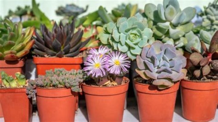 Where to buy cactus and succulents in Australia?