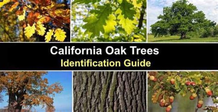 Where to find black oak trees in California?