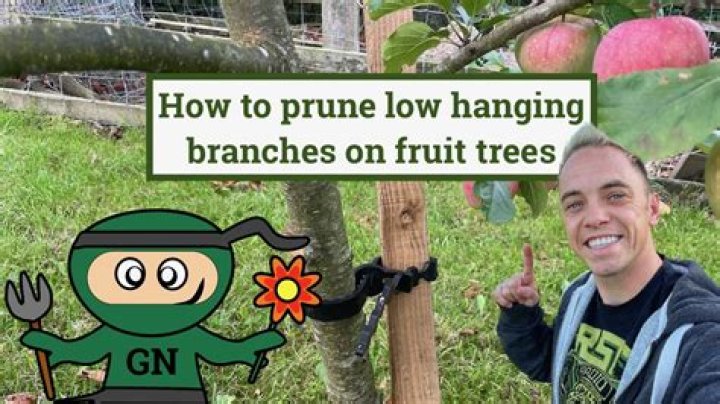 Where to find lichen on a fruit tree?
