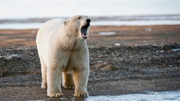 Where was the last polar bear attack in North America?