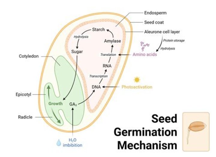 Which among the following factors is important for the germination of buried weed seeds?