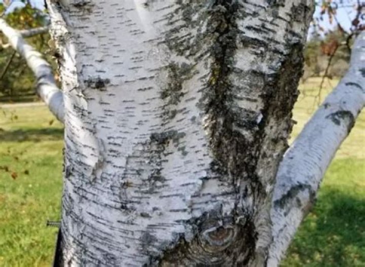 Which birch tree has white bark?