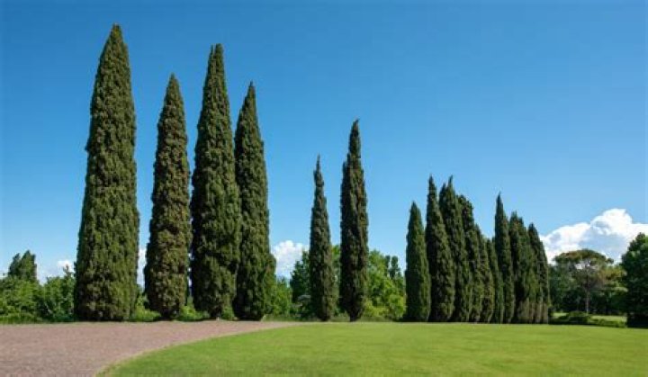 Which cypress tree is better?