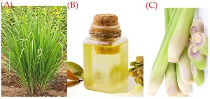 Which essential oil is obtained from lemon grass?