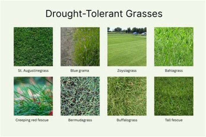 Which grass is most drought-tolerant?