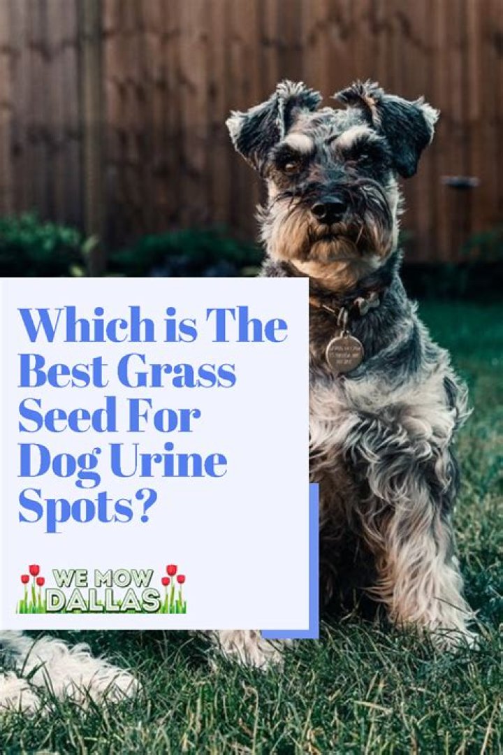 Which grass seed is safe for pets?