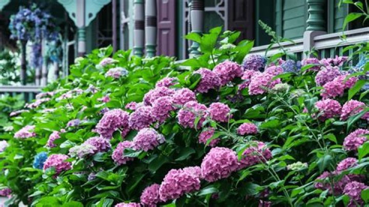 Which hydrangeas do best in shade?