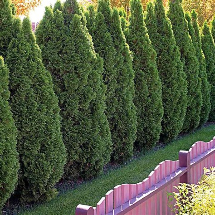 Which is the best evergreen tree for privacy?