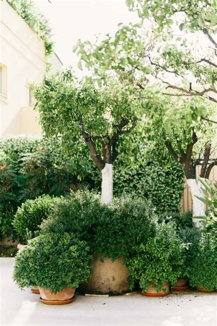 Which is the best evergreen tree to hide a house?