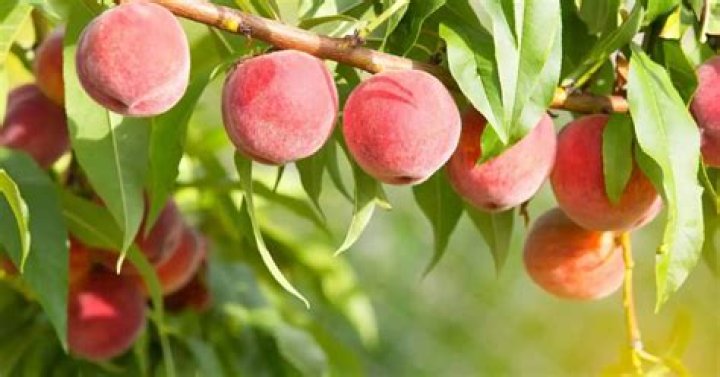 Which is the best Peach Tree to plant?