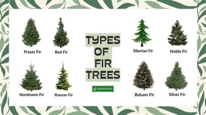 Which is the best type of fir tree to grow?
