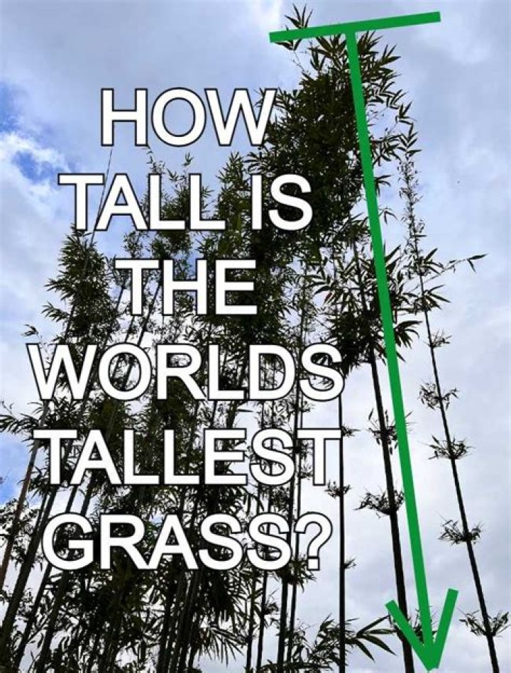 Which is the tallest grass answers?
