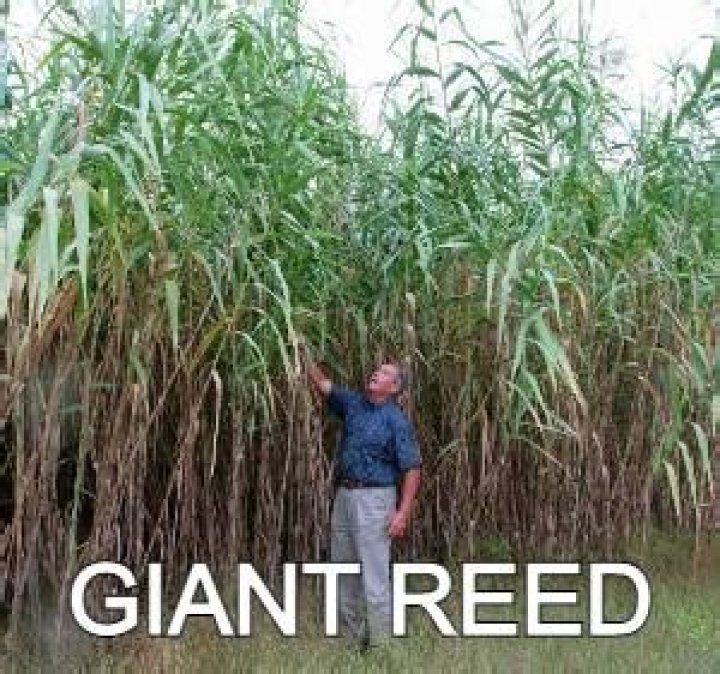 Which is the tallest growing grass?