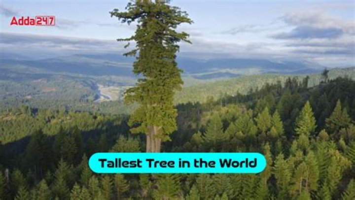 Which is the tallest pine tree in the world?