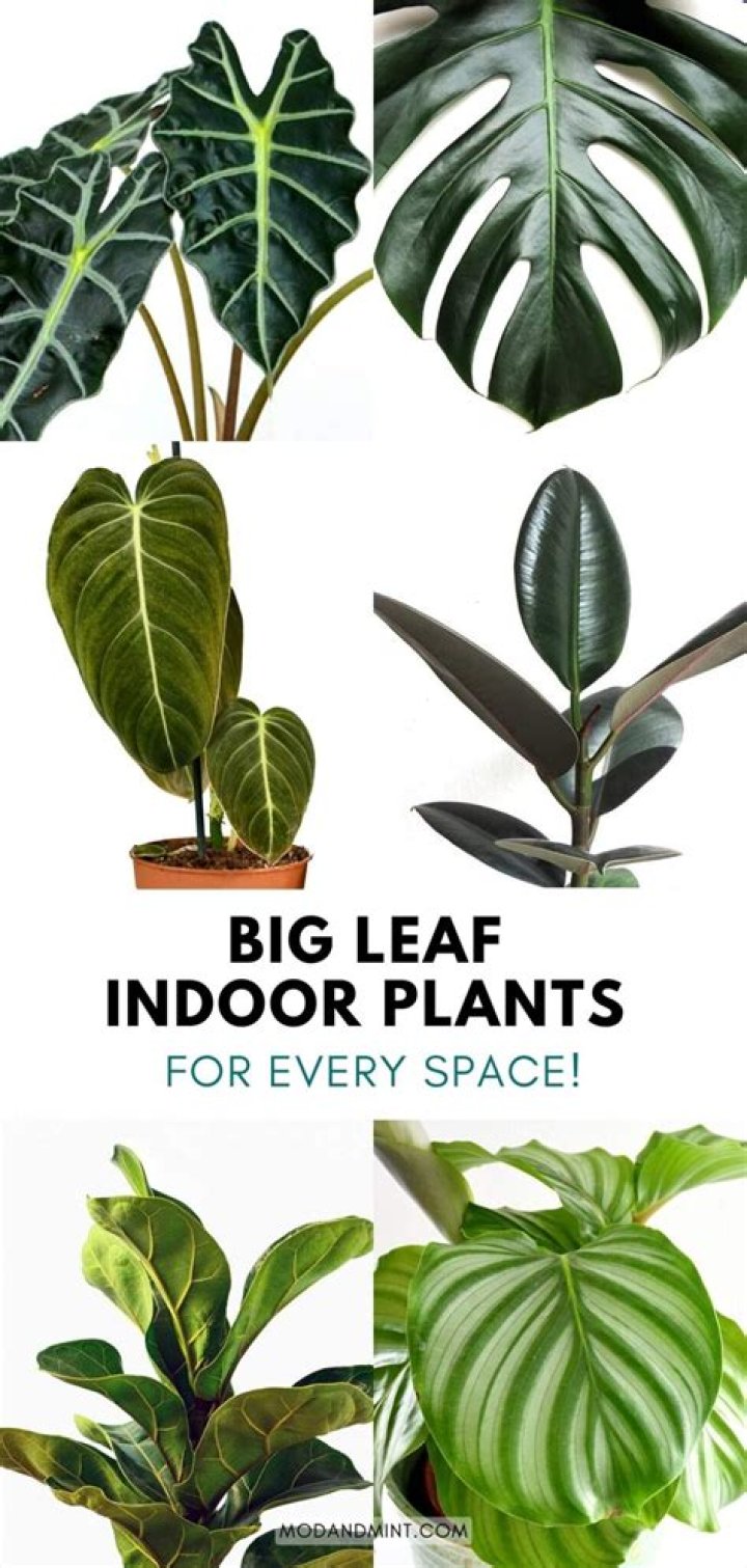 Which of these plants have broad leaves?