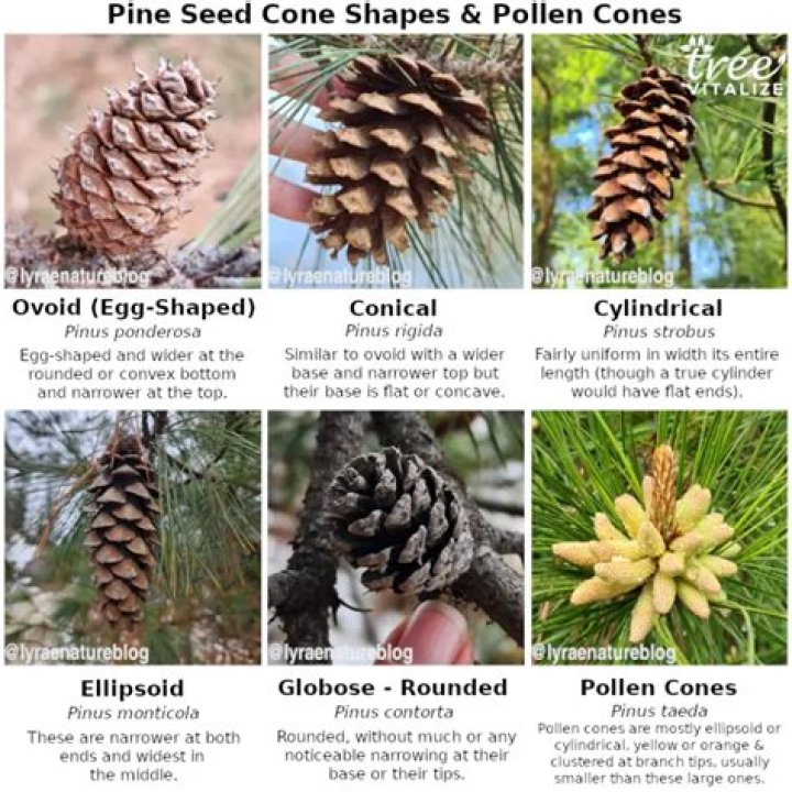 Which pine tree is deciduous?