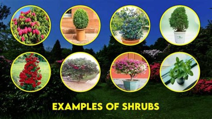 Which plant is a shrub?