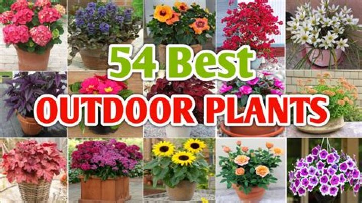 Which plants best for outdoor house?