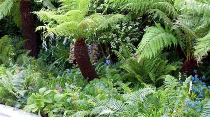 Which plants go well with ferns?