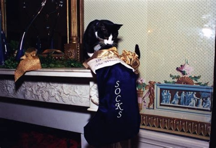 Which president had cat Socks?