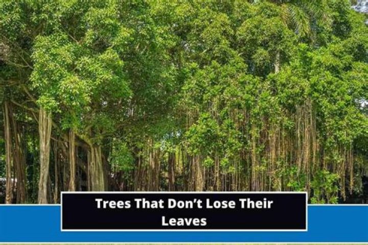 Which tree does not drop leaves every fall?