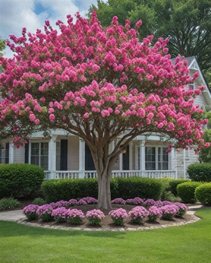 Which tree looks good in front of house?