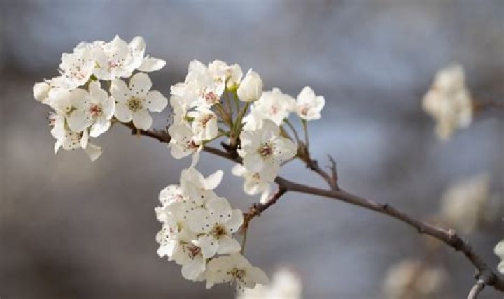Which trees get leaves first in spring?