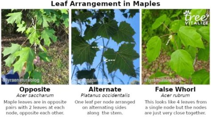 Which trees have opposite branches?