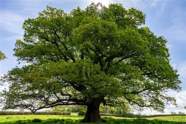 Which trees keep their leaves all year?