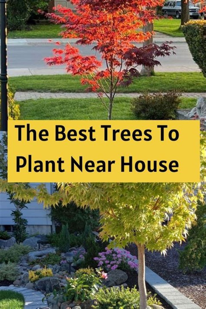 Which trees should plant near a house?