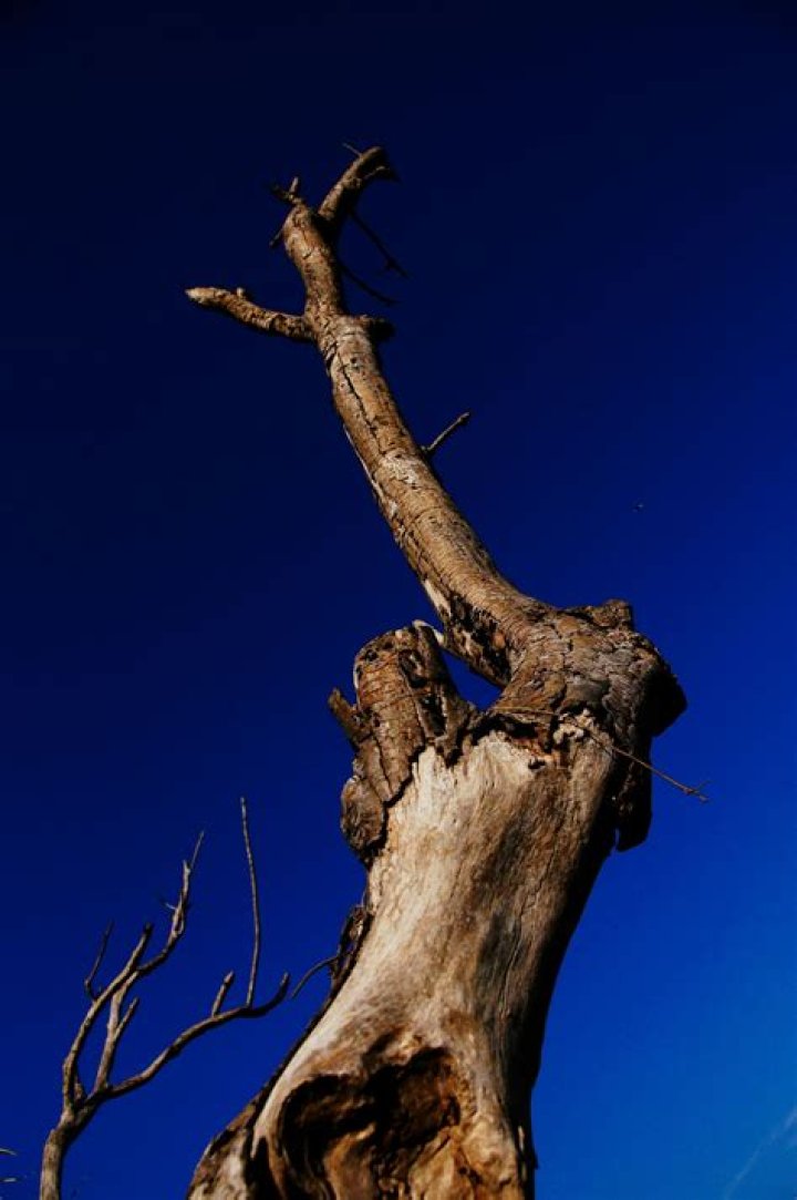 Who can diagnose tree disease?
