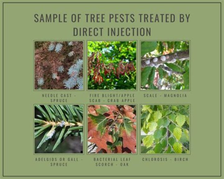 Who diagnoses sick trees?