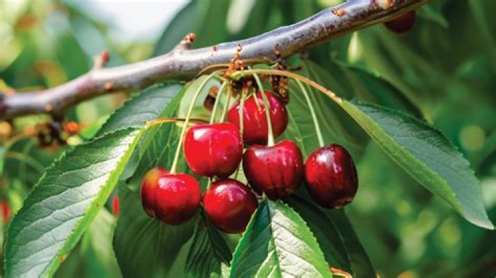 Who discovered cherry trees?