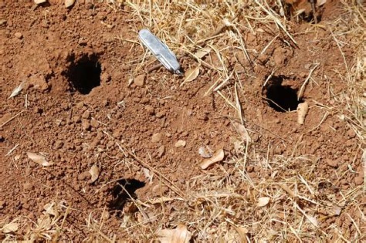 Who is making all these holes in the ground?